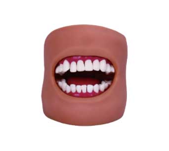 口腔模型（带舌和颊）