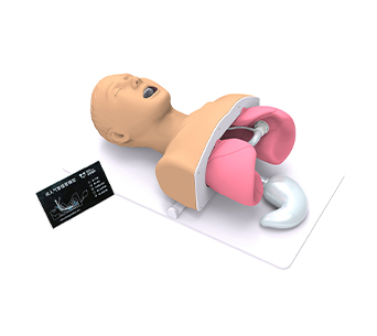 Adult Intubation simulator (Electronic)