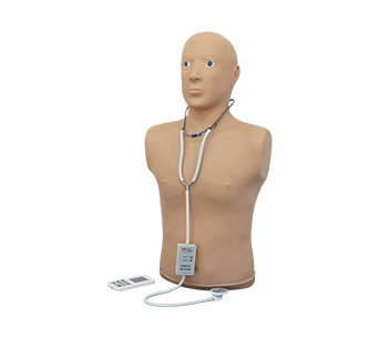 Heart and lung sound auscultation simulator