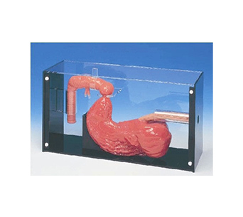 Gastroscopy and ERCP training simulator