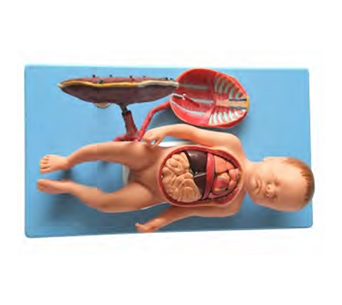 Fetal umbilical cord and fetal visceral simulator