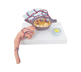 Ovarian anatomical simulator