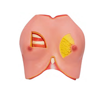 Breast anatomical simulator