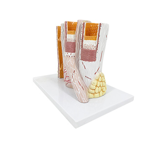 Arteries and Veins 3D structural simulator