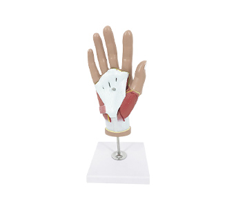 Hand muscle vascular nerve simulator