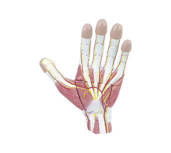 Hand anatomical enlargement simulator