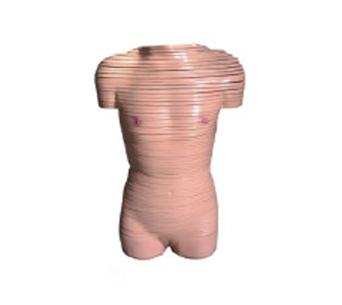 Female pelvic cavity cross-sectional anatomical simulator