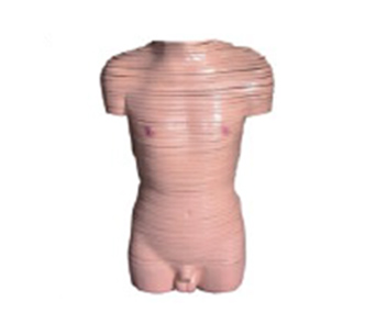 Male torso cross-sectional anatomical simulator