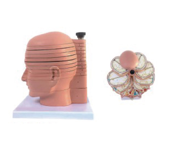 Human head and neck cross-sectional anatomical simulator