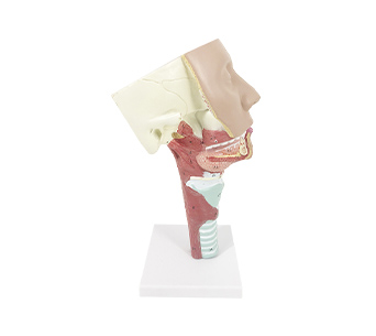 Salivary glands and pharyngeal muscles anatomical simulator