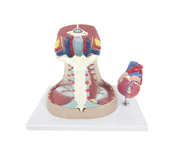 Adult mediastinal simulator