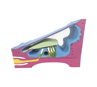 Cochlear spiral device and membranous fossa tube simulator  (3 parts)