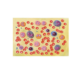 Blood cell simulator