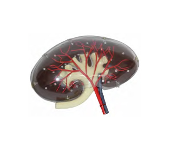 Transparent kidney simulator