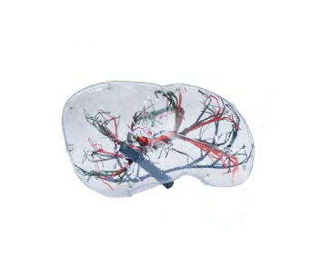 Transparent liver simulator