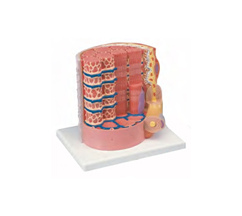 Skeletal muscle fibers and motor endplate enlargement simulator