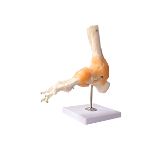 Foot joint simulator