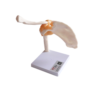 shoulder joint simulator