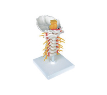 Cervical spine with occipital brainstem simulator