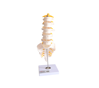 Coccygeal with nerve simulator